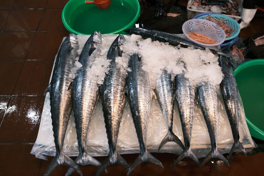Можно ли замораживать скумбрию: сроки и правила Свіжі тушки скумбрії, підготовлені до заморожування