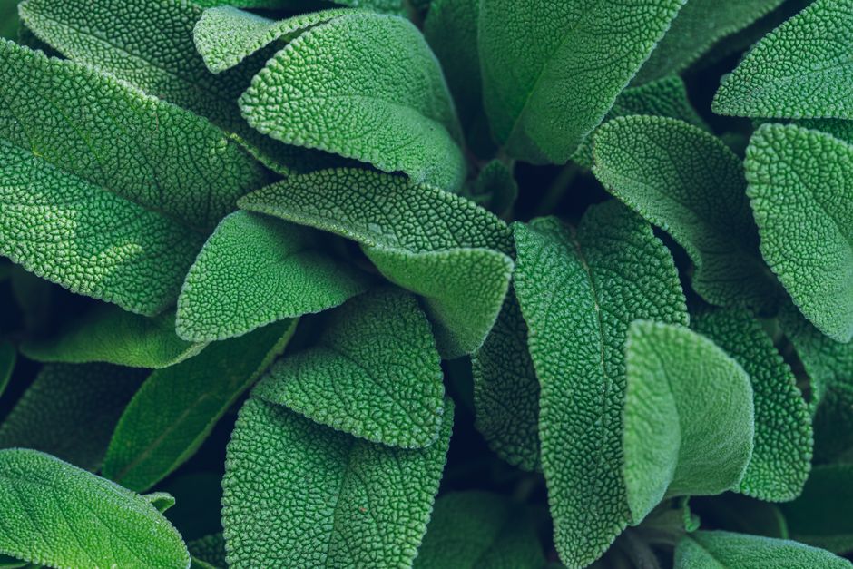 Свіжі листочки шавлії підготовлені для заморожування